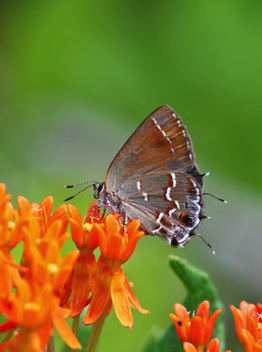 Juniper Hairstreak